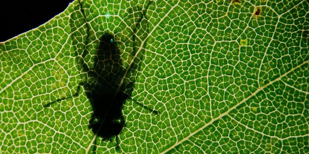 Eine Fliege sitzt auf einem Blatt. Perspektive von der Unterseite des Blattes.