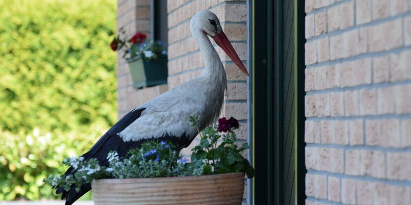 Der Storch