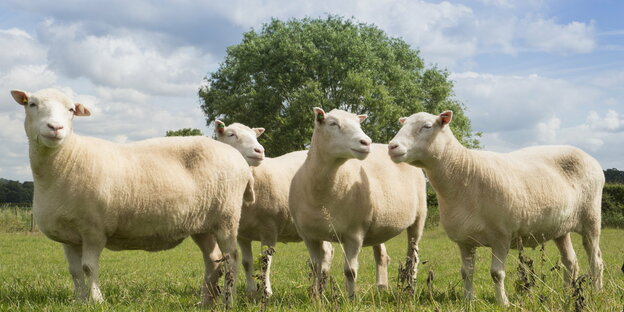 Vier Schafe, Nachfahren von Klonschaf Dolly, auf einer Weide in Nottingham