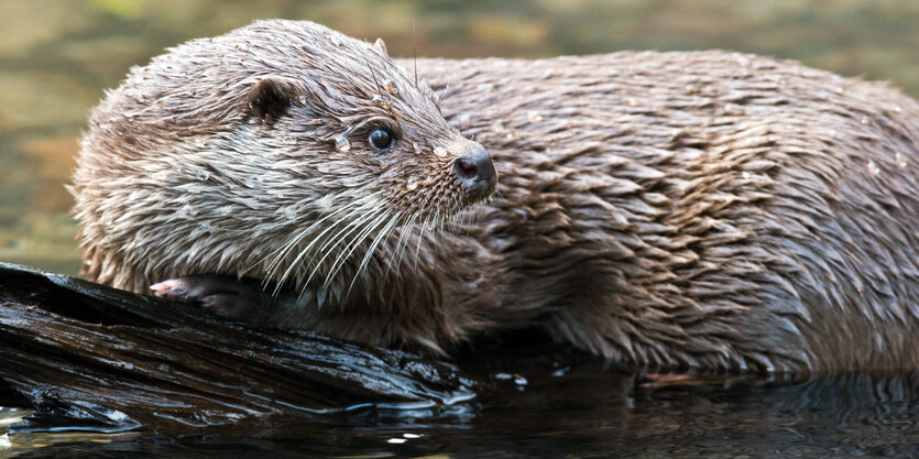 Ein Otter. Im Wasser.