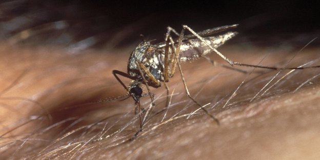 Nahaufnahme: Eine Mücke sticht in die Haut