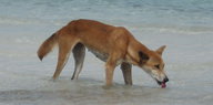 Ein Dingo trinkt aus Wasser aus einem See