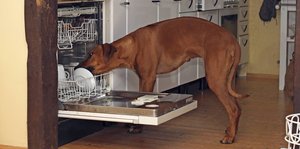 Ein Hund vor einem offenen Geschirrspüler schleckt an einem Teller