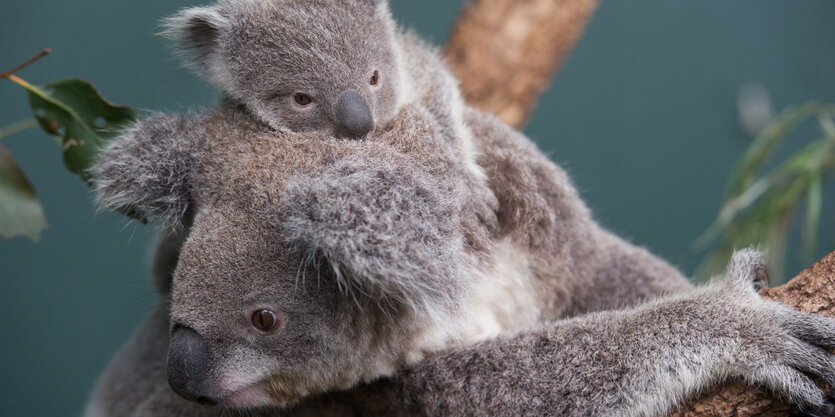 Koala mit Nachwuchs