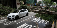 umgestürzte Bäume versperren eine Straße
