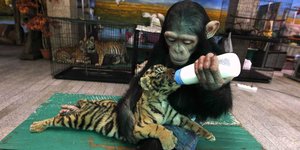 Ein Affe hält eine Milchflasche für einen kleinen Tieger
