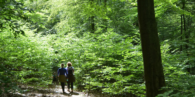 Frauen wandern im Nationalpark Kellerwald-Edersee in Nordhessen.