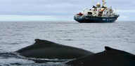 Wale tauchen aus dem Meer auf, während ein Schiff im Hintergrund zu sehen ist.
