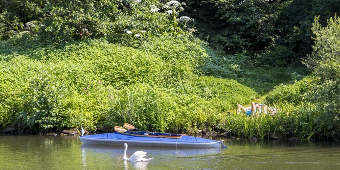 Ein blaues Passelboot liegt im Wasser. Davor schwimmt ein Schwan