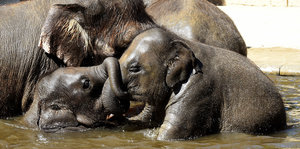 zwei Elefantenbabys spielen im Wasser, dahinter ein ausgewachsener Elefant