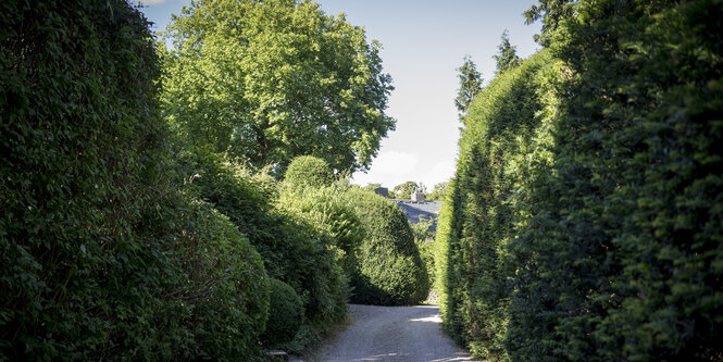 Ein Weg zwischen dichten grünen Hecken, im Hintergrund ist das Dach eines Hauses zu entdecken