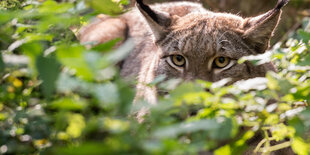 Ein Luchs schaut hinter einem Gebüsch hervor