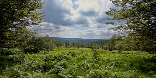 Bäume im Bayerischen Wald