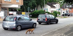 Ein Fuchs überquert eine befehrene Straße in Hamburg.