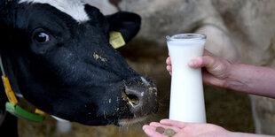 Kuhkopf mit Milch und Geld