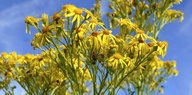 Gelbe Blüten des Jakobs-Kreuzkrautes