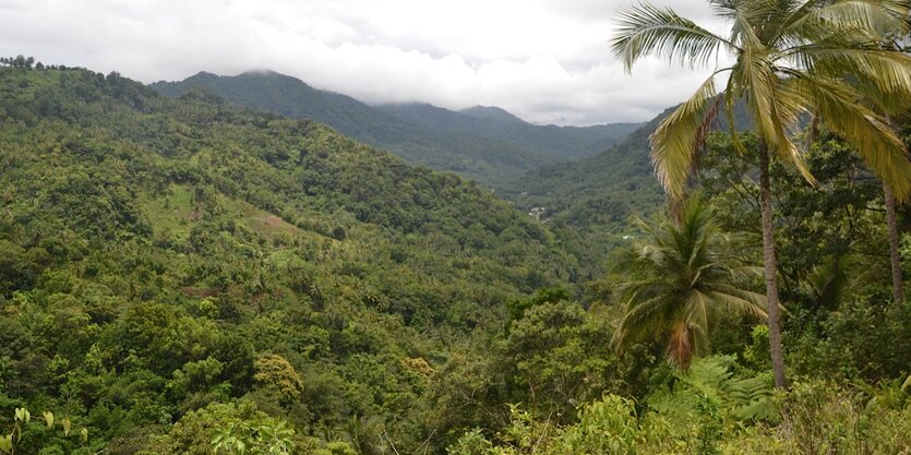 Eine tropische Landschaft