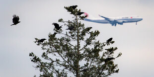 Krähe und Boing gleichzeitig im Landeanflug