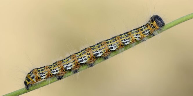 Eine Raupe krabbelt einen Pflanzenstiel entlang