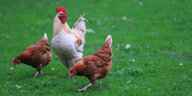 Zwei Hühner picken auf einer grünen Wiese im Gras, ein Hahn zwischen ihnen sieht sich um