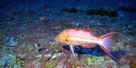 Ein orange-weißer Fisch schwimmt wenige Zentimeter über dem Boden des Ozeans