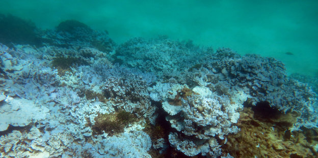 Ausgeblichene Korallen auf dem Meeresboden
