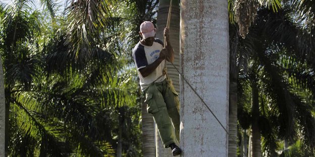 Ein Plantagenarbeiter klettert an einer Ölpalme herunter