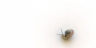 Eine Schnecke auf weißem Grund. Sie symbolisiert den Wandel hin zu einer langsameren und nachhaltigeren Wirtschaftsweise