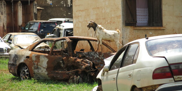 Eine Ziege steht auf einem verrosteten Auto