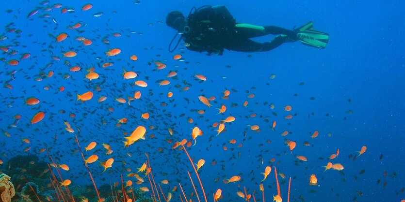 Ein Taucher und Fische im Wasser