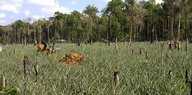 Ananasplantage im Urwald