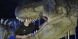 Dinosauerierkopf in einer Ausstellung