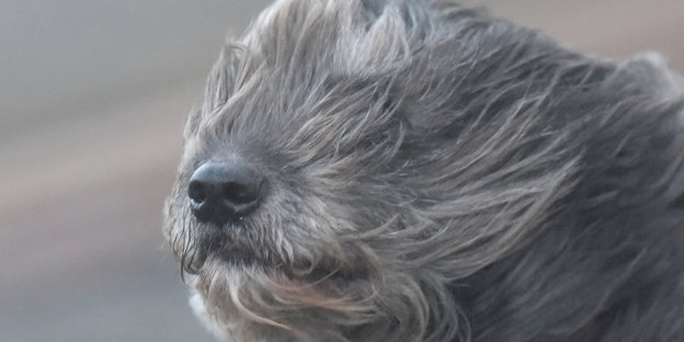 Hund im Wind