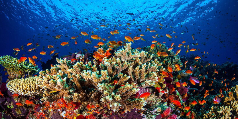 Great Barrier Reef