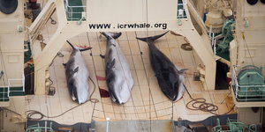 Drei tote Zwerwale liegen auf dem Deck eines japanischen Walfangschiffes