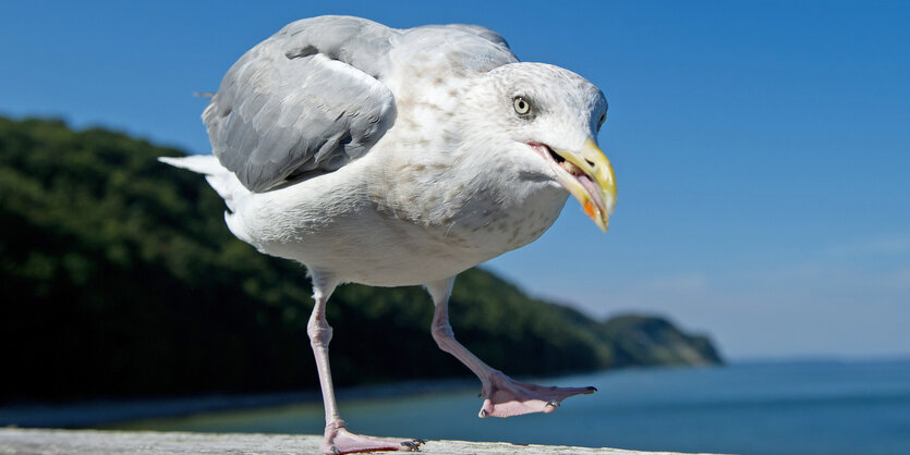 Eine Möwe spaziert am Ostseestrand