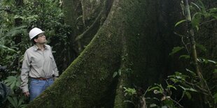 Ein Mann mit einem weißen Helm schaut auf einen riesigen Baum