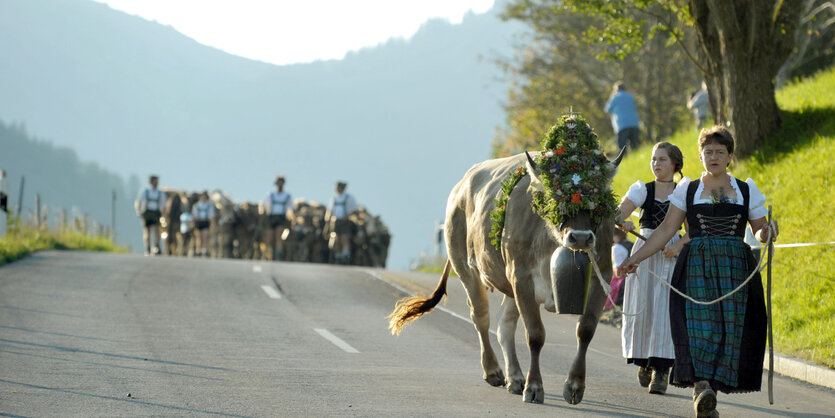 Zwei Frauen im Dirndl führen eine mit Blumen geschmückte Kuh eine Straße entlang