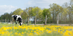 Eine schwarz-weiß gefleckte Kuh, grast auf einer Weide mit gelben Blumen