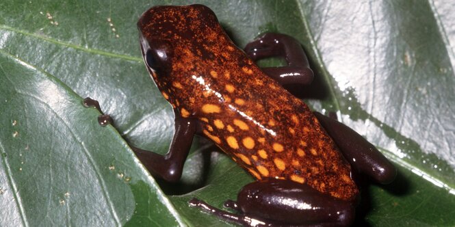 Ein roter Frosch sitzt auf einem Blatt