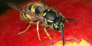 eine Wespe sitzt auf einer Nektarine