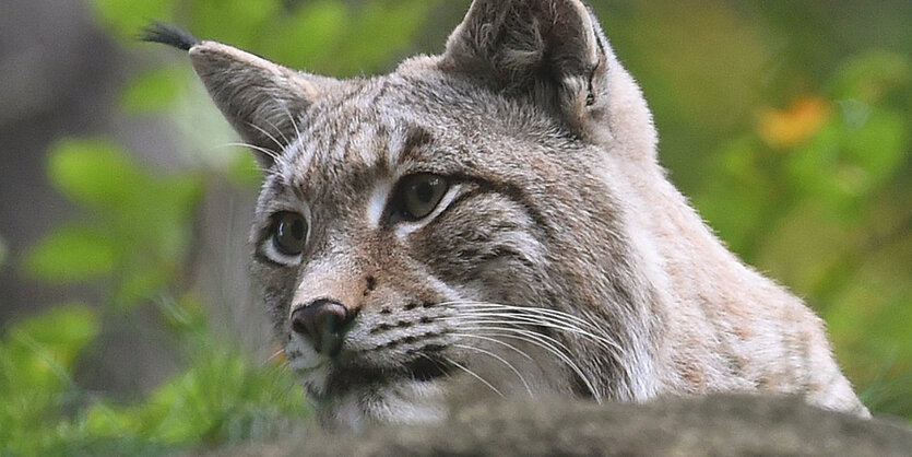 Ein Luchs nahe der Rabenklippen bei Bad Harzburg