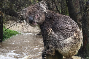 Ein Koala auf einem Holzpfosten