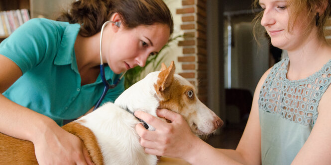 Tierheilpraktikerin hört Hund ab