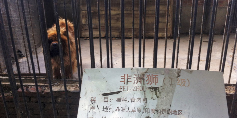 Chinesischer Zoo Tauscht Besucher Plotzlich Bellte Der Lowe Taz De
