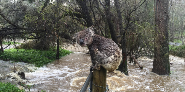 Ein Koala sitzt auf einem Pfahl mitten in einem strömenden Fluss. Sein Fell ist durchwuschelt