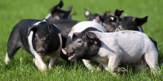 Ferkel toben auf einer Wiese