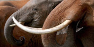 Elefanten stehen nebeneinander, ihre langen Stoßzähne sind gut zu sehen