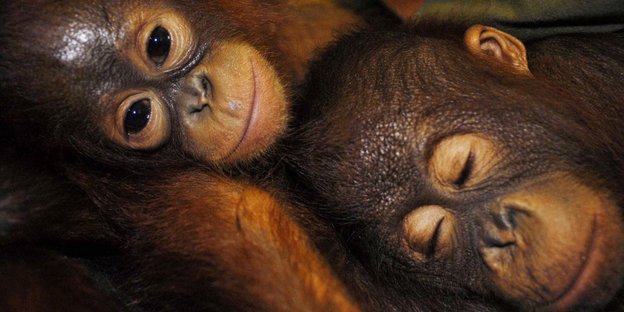 Die Köpfe von zwei Orang-Utan-Babies