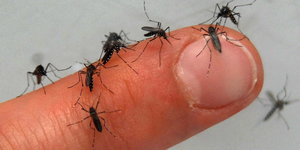 Mehrere Mücken auf einem Finger